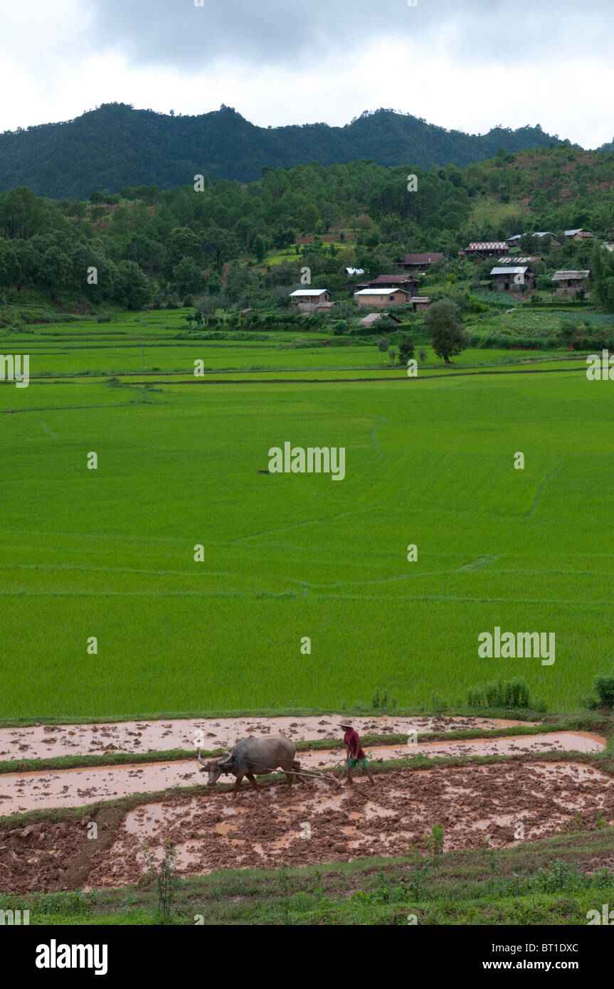 Landwirt Pflügen seine Reisfeld mit Buffalo aus der Ferne gesehen. Shan Hills. Myanmar Stockfoto