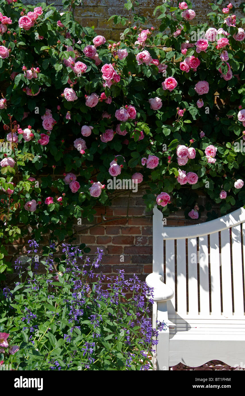 Abschweifende Rosen in einem englischen Garten im Juni. Stockfoto