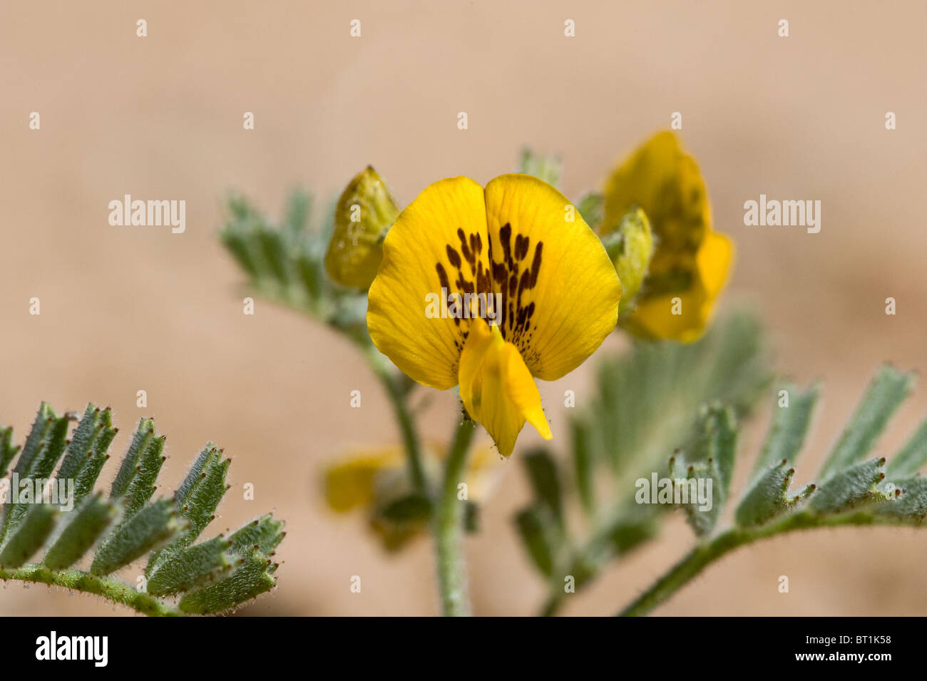 Adesmia SP. Blumen während "Desierto Florido" Atacama-Wüste Region III Chile Süd Amerika Stockfoto