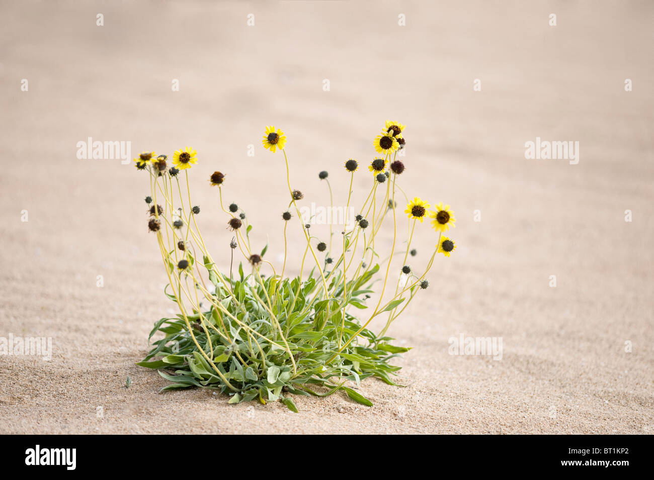 Pflanzen platzen zur Blüte nach Regenfällen in El-Niño-Jahr Atacama-Wüste Region III Chile Südamerika Stockfoto