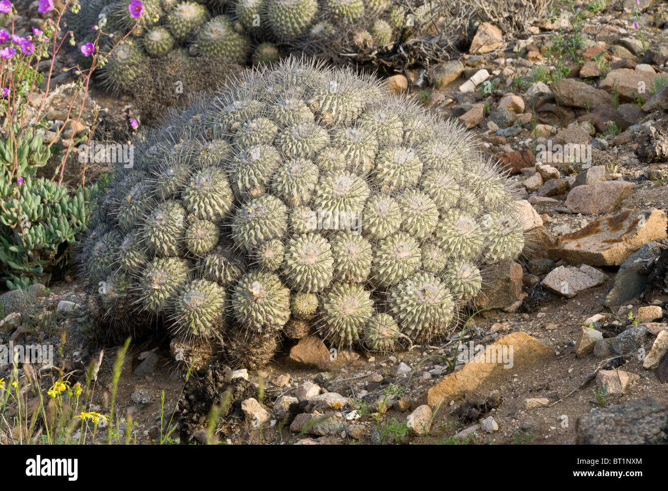 Über 20 verschiedene Kakteen wachsen in unwirtlichen Bedingungen im Parque National Pan de Azucar Atacama (III) Chile Südamerika Stockfoto