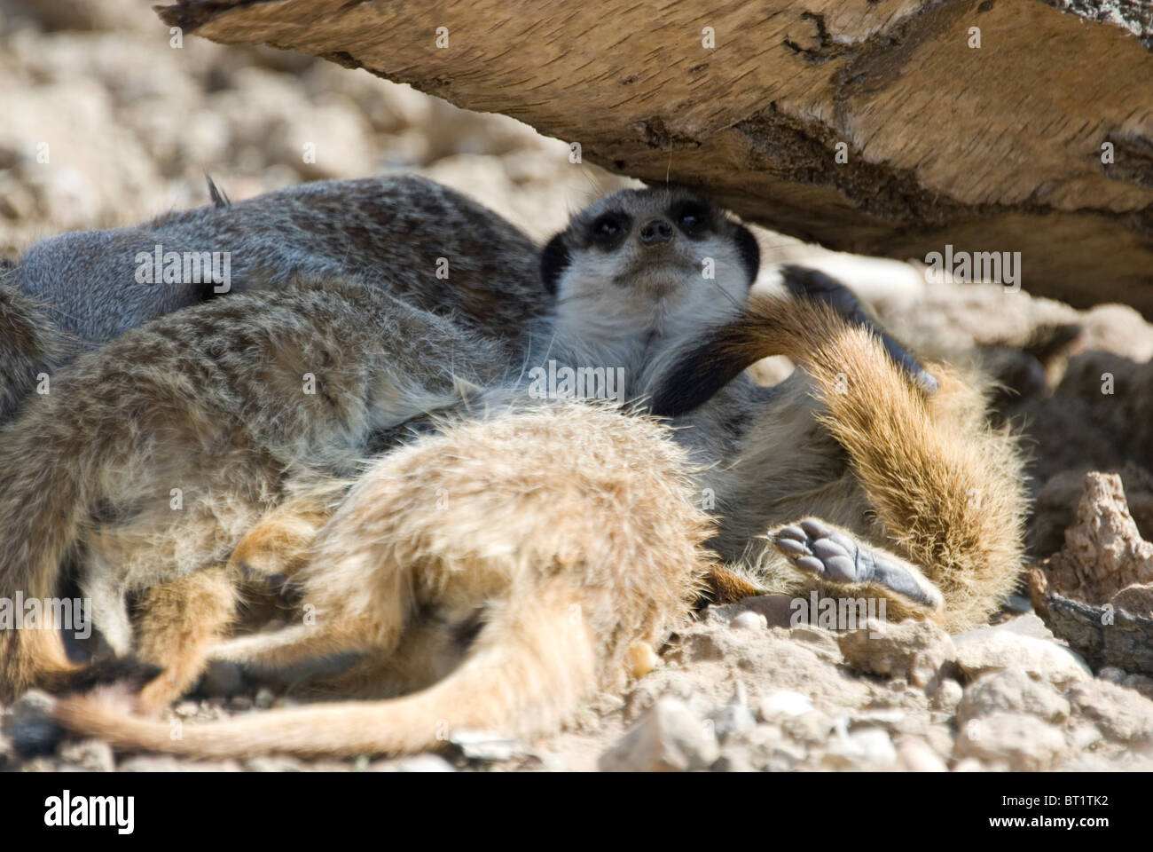 Gruppe von vier jungen Erdmännchen Suricata liegen zusammengekauert gemeinsam unter Log, Yorkshire Wildlife Park, England hautnah Stockfoto