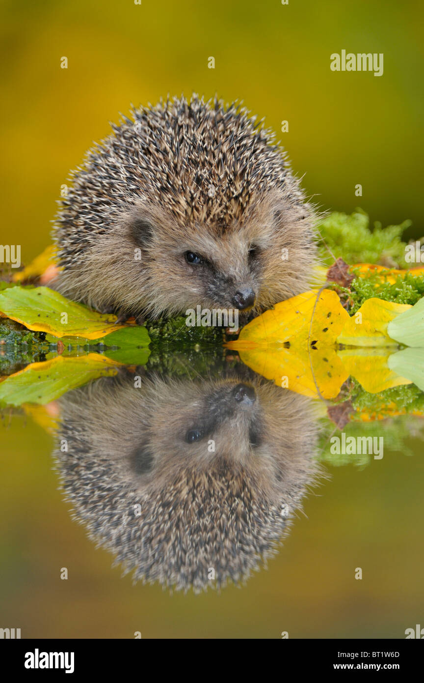 Igel Mit Wasser Stockfotos und bilder Kaufen Alamy