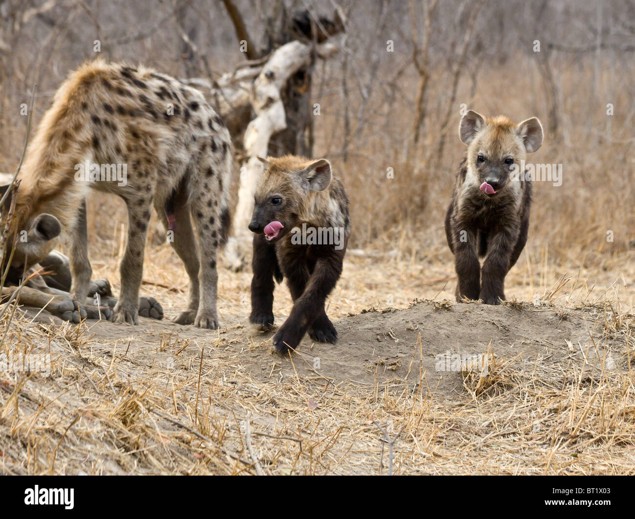Jung entdeckte Hyäne Cubs wir freuen uns zum Abendessen mit Erwachsenen im Hintergrund Stockfoto