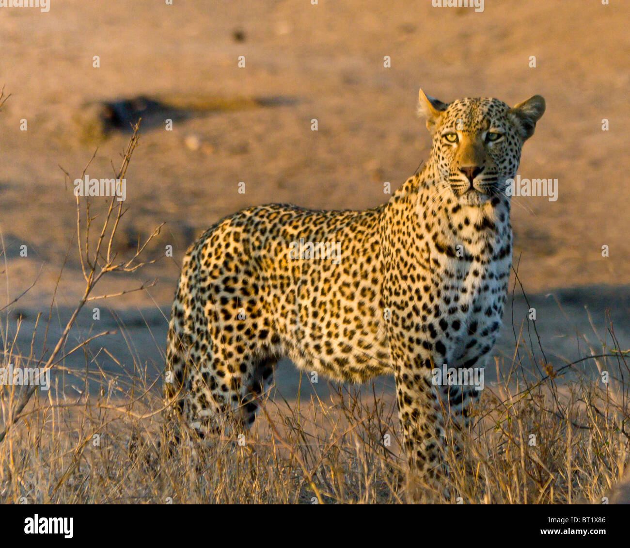 Leopard stehend noch bei Sonnenuntergang Stockfoto