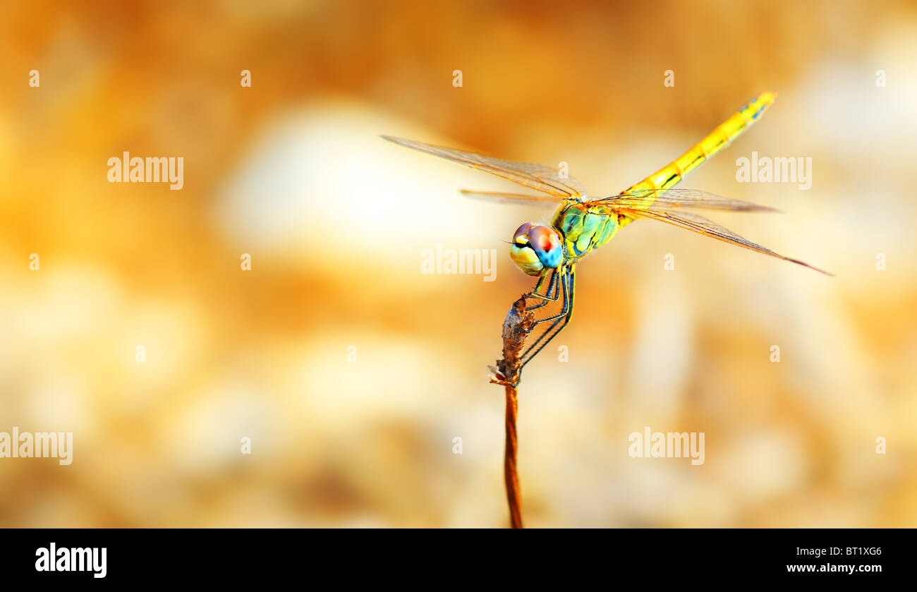 Closeup Portrait einer schönen bunten Libelle Stockfoto