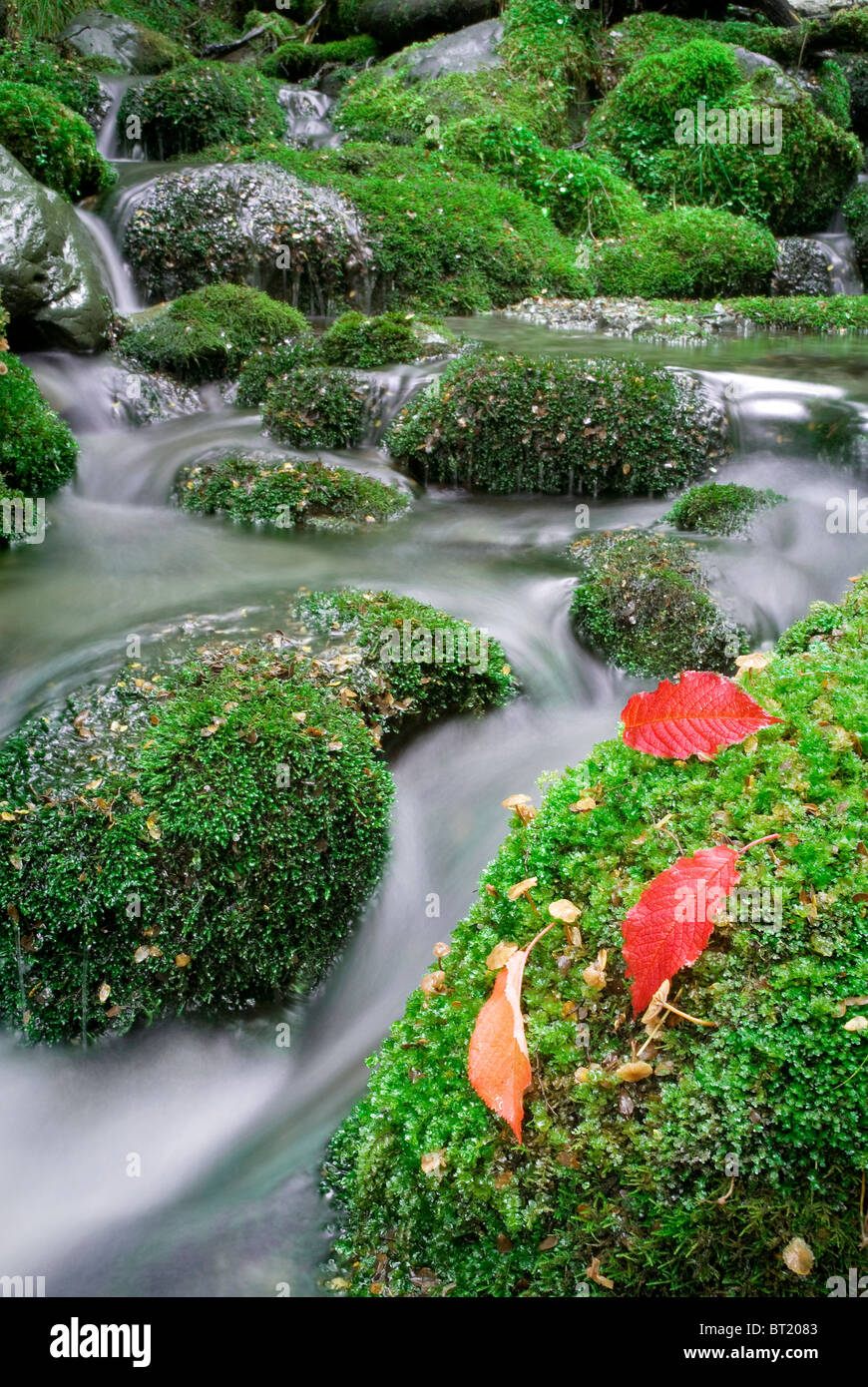 Stream mit Moos bedeckt Felsen. Kaikoura, Neuseeland Stockfoto