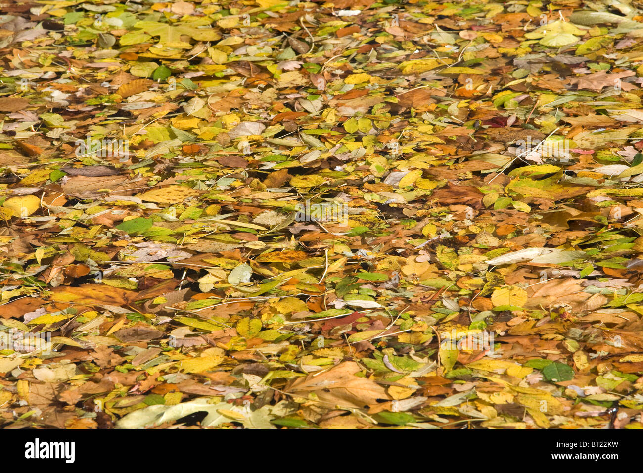 Herbstliche Blätter im Wasser. Stockfoto