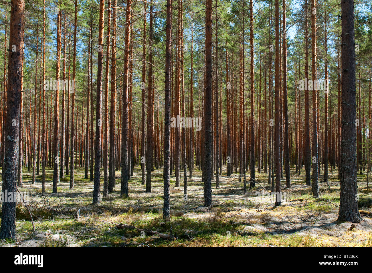 Kiefer (Pinus Sylvestris). Wald in Schweden. Stockfoto