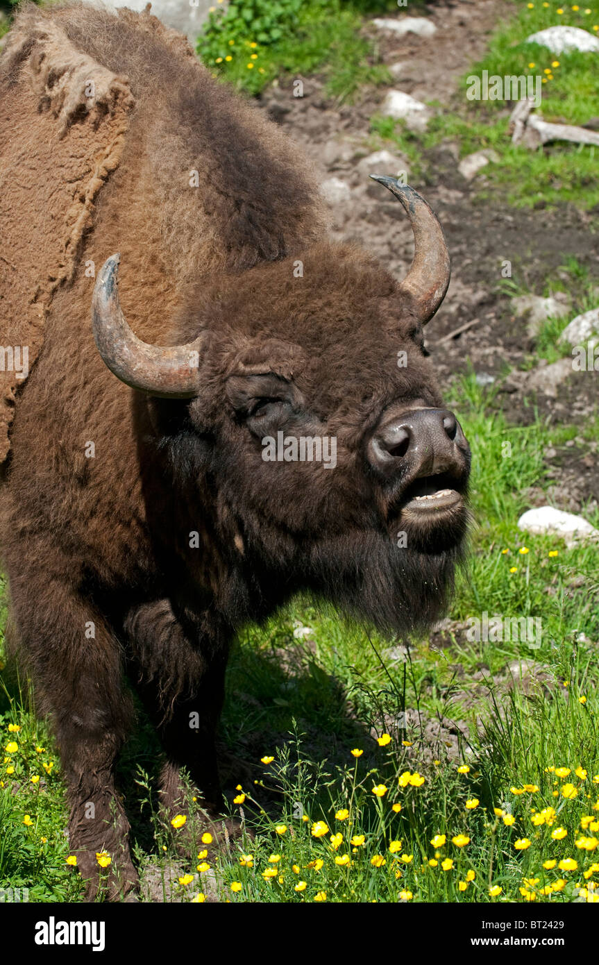 Europäische Bison (Bison Bonasus), mit der Aufforderung, Porträt (Captive). Stockfoto