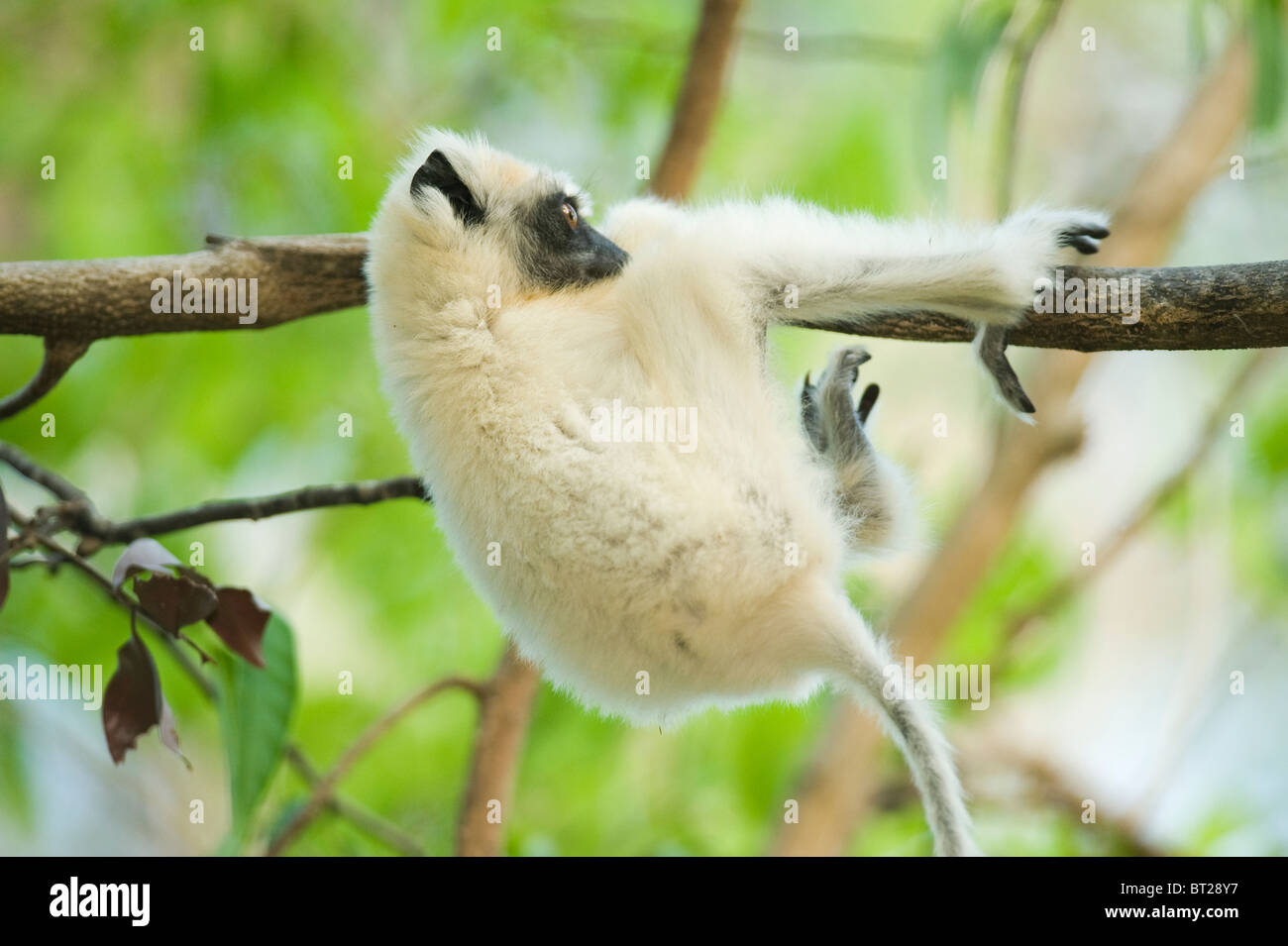 Golden-gekrönter Sifaka Lemur (Propithecus Tattersallli) Fenamby zu reservieren, Daraina, Madagaskar, Baby spielt im Baum Stockfoto