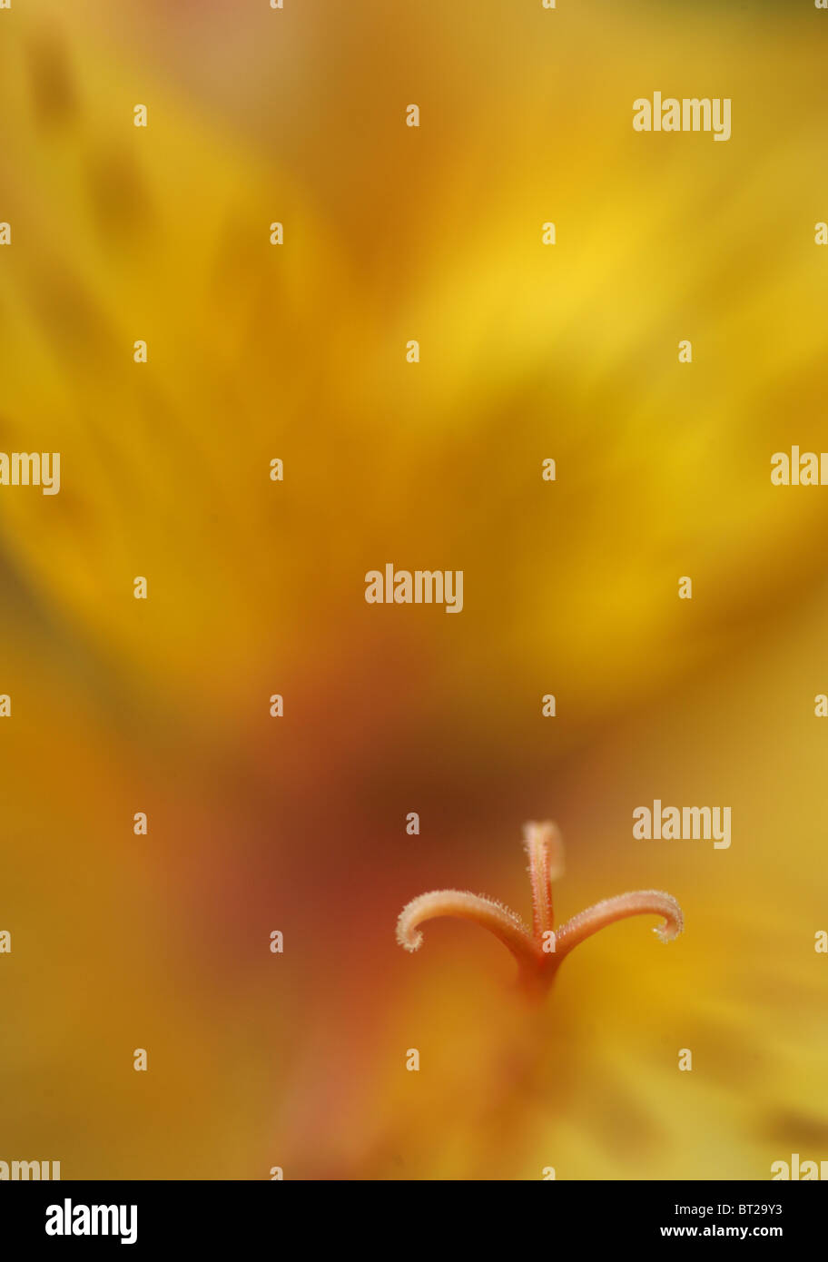 Gelbe Tiger-Lilie Blume Abstrakt Stockfoto