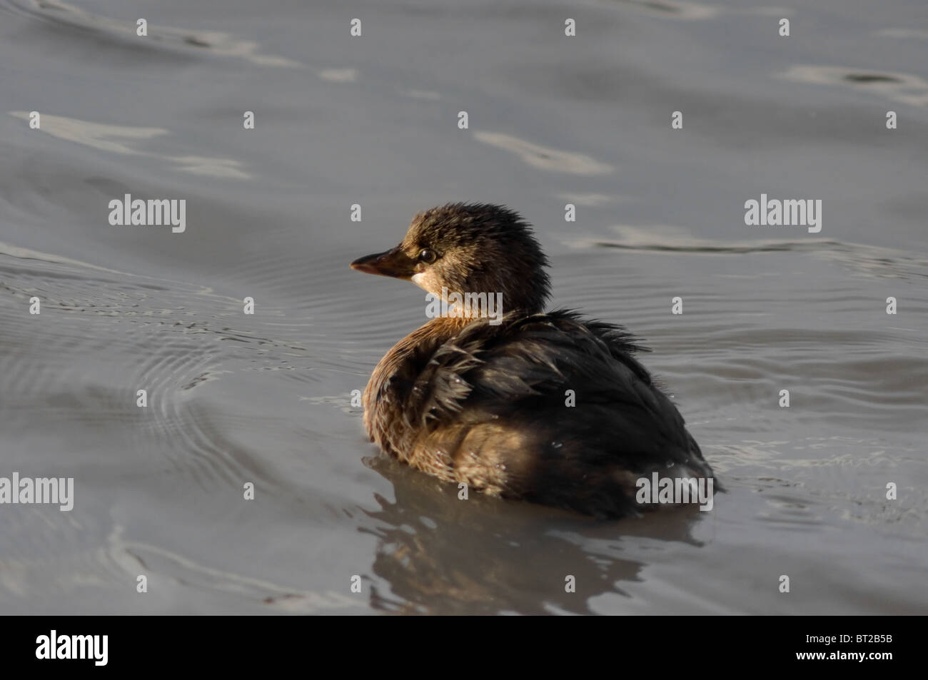 Junge amerikanische Blässhuhn (Fulica Americana) in einem See in Mexiko Stockfoto