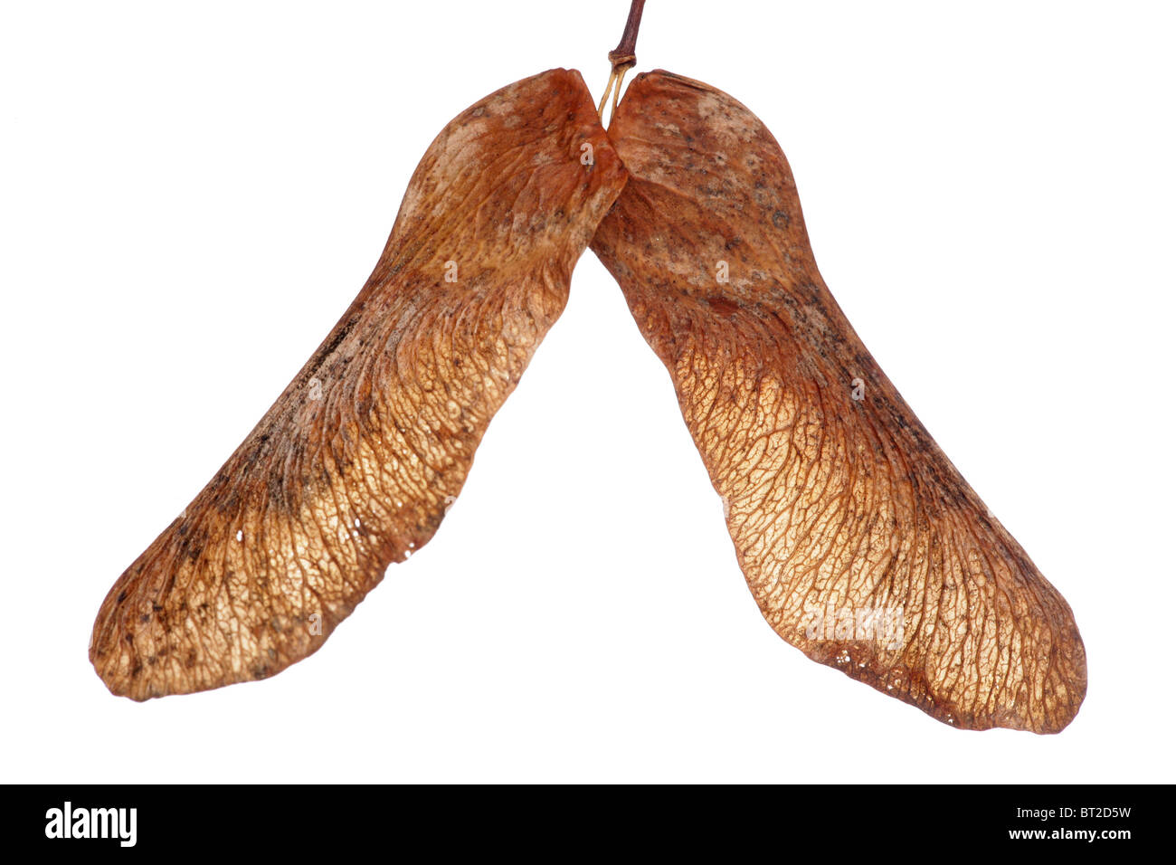 Ahorn Baumsamen isoliert im studio Stockfoto