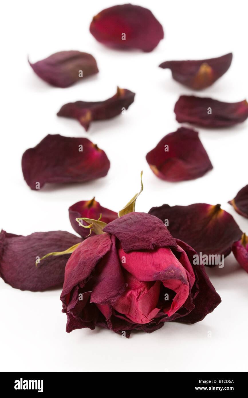 rot tot Roseé Konzept der verlorenen Liebe Stockfoto