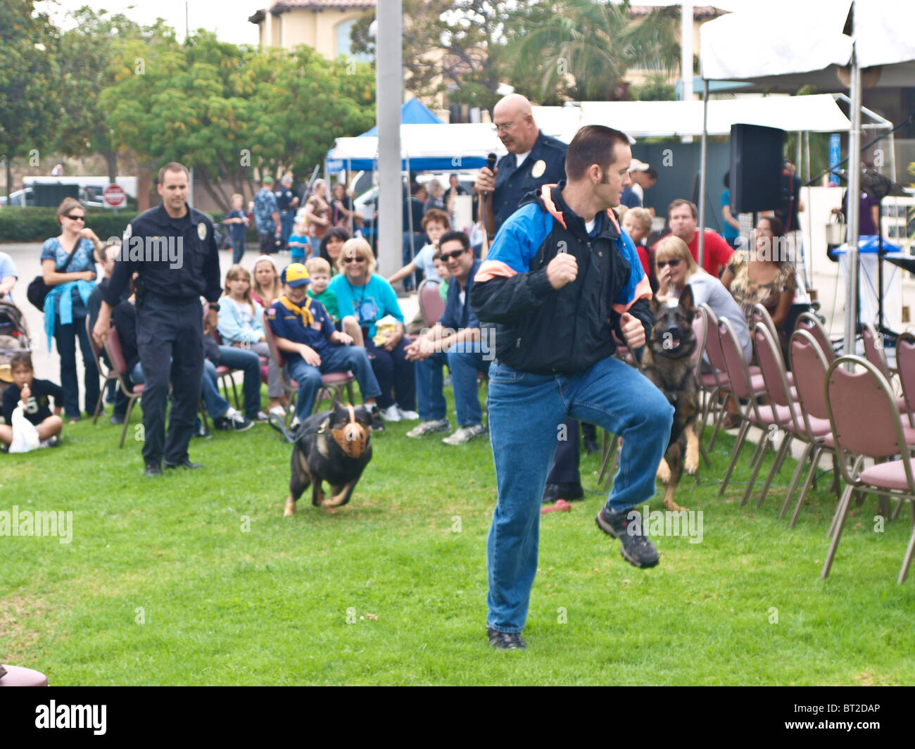 Deutscher Schäferhund Polizeihund jagt Köder als Teil der K9-Demo RBPD Stockfoto