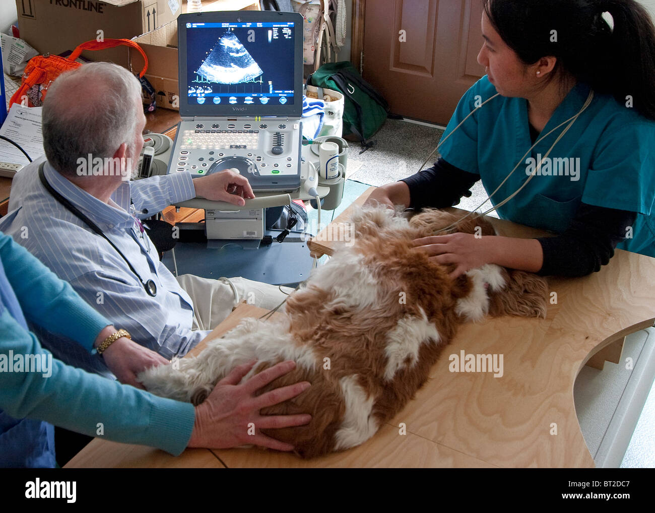 Tierärztliche Kardiologe durchführen Echokardiogramm auf einen Welpen in einer tierärztlichen Klinik mit Hilfe der Veterinär-Techniker Stockfoto