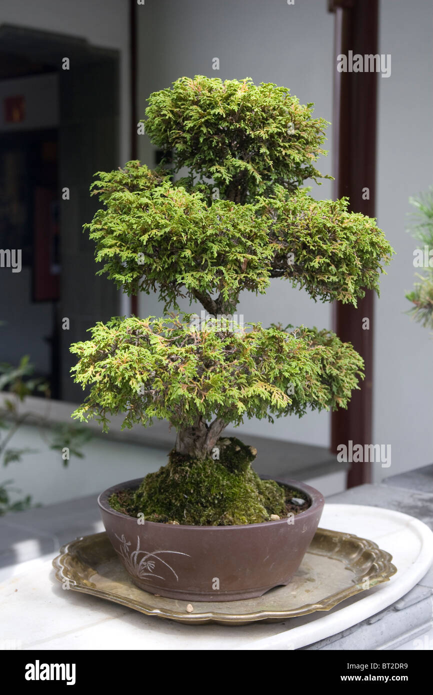 Bonsai-Baum bei Dr. Sun Yat-Sen Garden China Town Vancouver BC Kanada Stockfoto