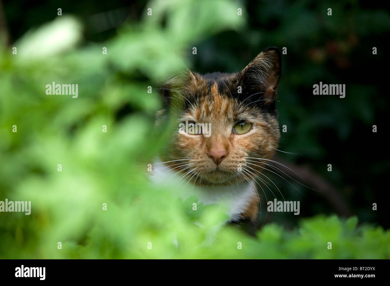 Eine Katze im Busch Stockfoto