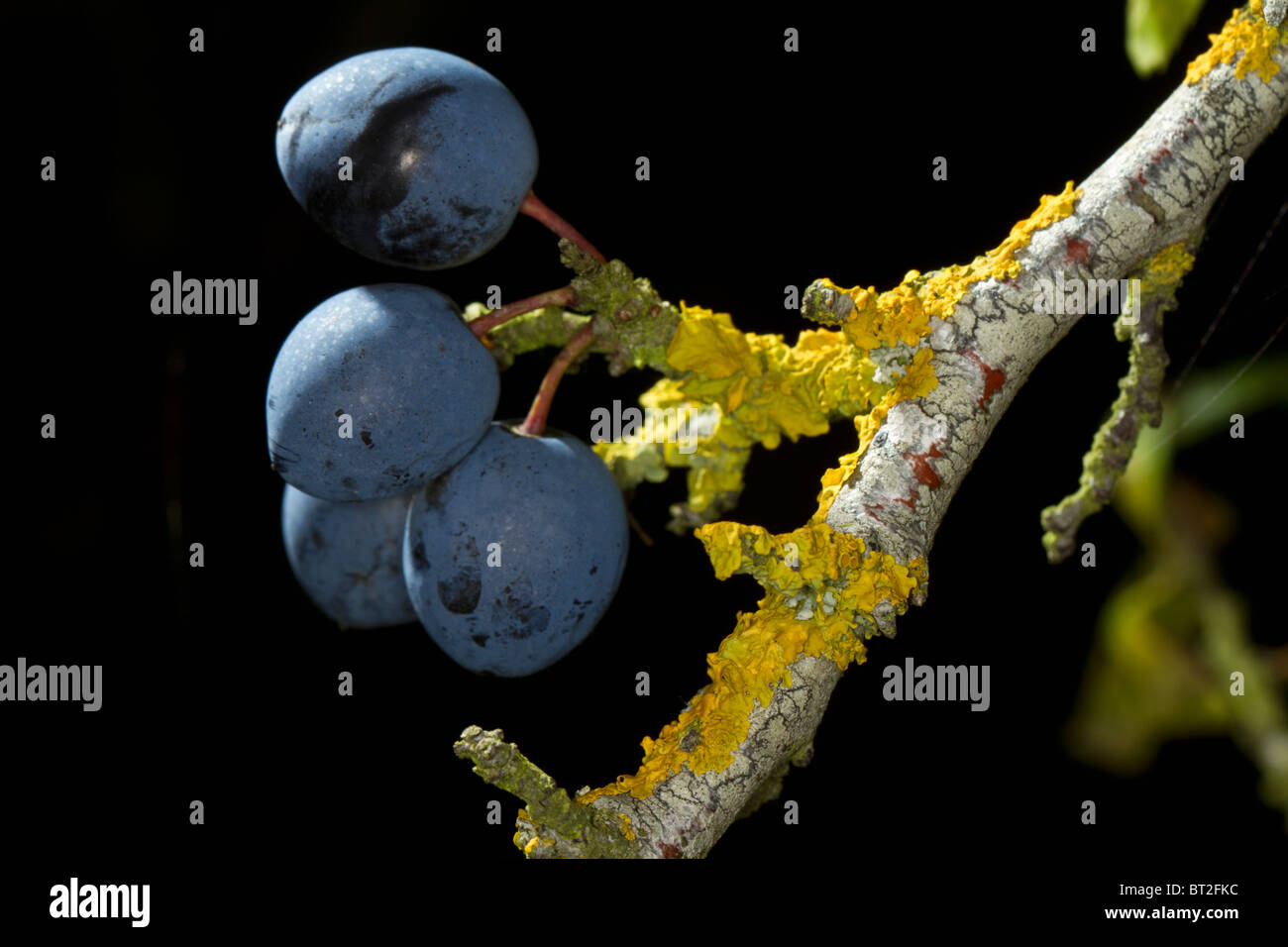 Früchte von Prunus Spinosa (Schlehe oder Schlehe) Stockfoto