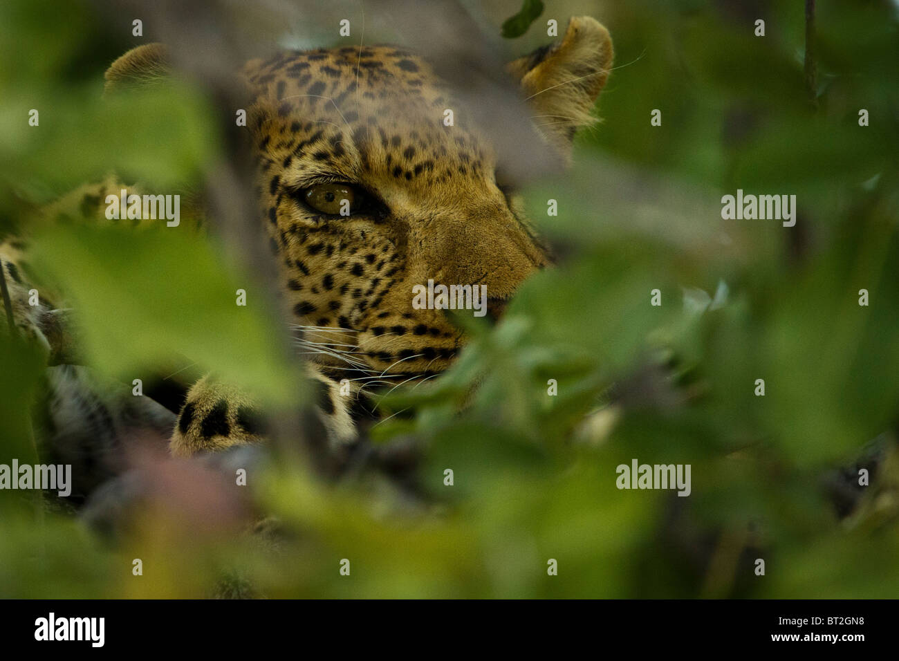 Zurück in den Impala Kadaver wie Abend zog, fanden wir den Leoparden, die weiter oben im Baum.  Sie wartete offensichtlich auf n Stockfoto