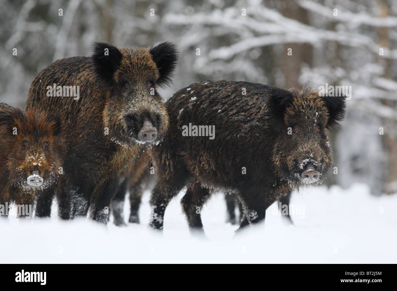 Herde von Wildschwein (Sus Scrofa). Europa Stockfoto