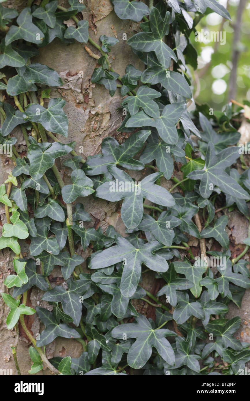 Efeu auf apfelbaum -Fotos und -Bildmaterial in hoher Auflsung  Alamy