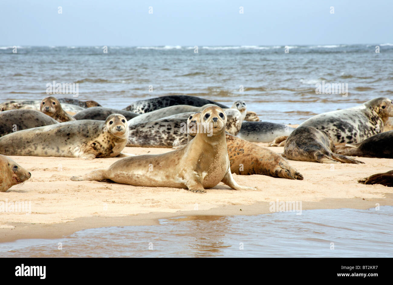 Gemeine Graurobben (Halichoerus grypus) auf einer Sandbank an der Mündung von Blakeney Harbour, Norfolk, England Stockfoto