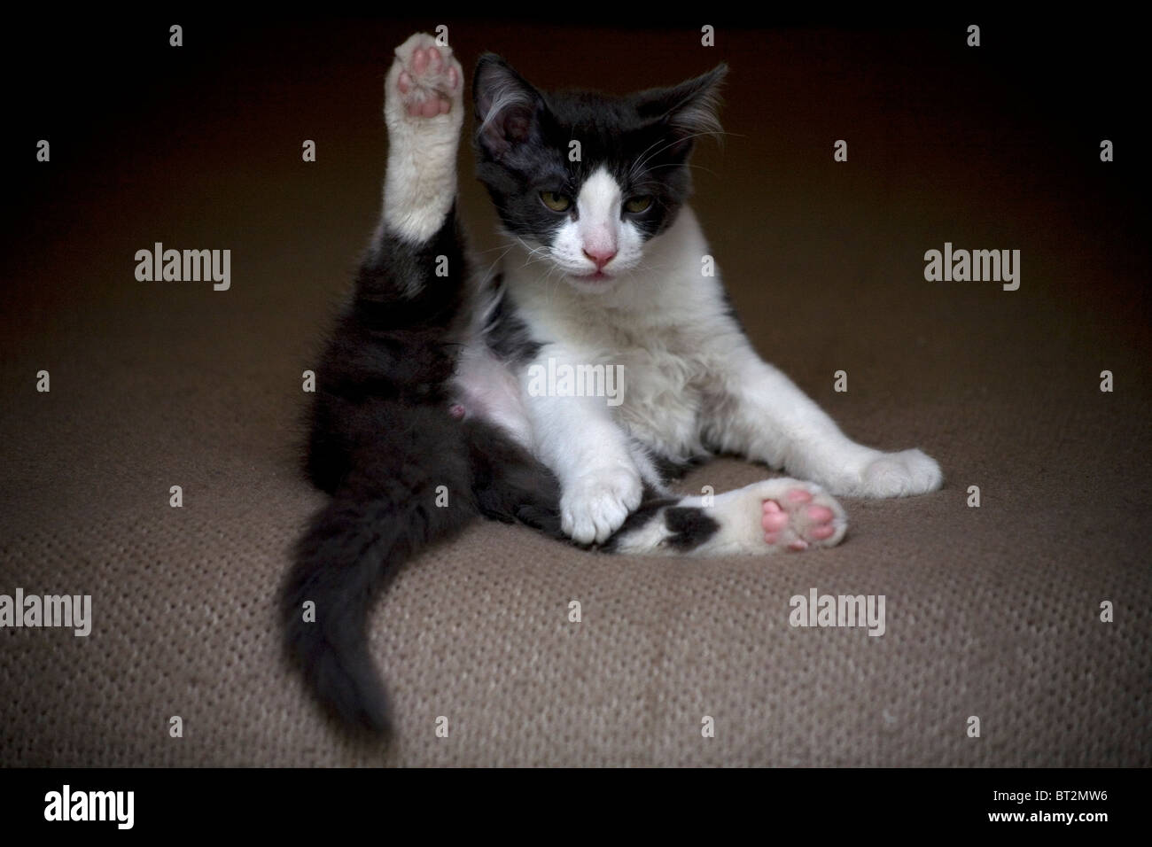 Cat stretching Fotos und Bildmaterial in hoher Auflösung Alamy