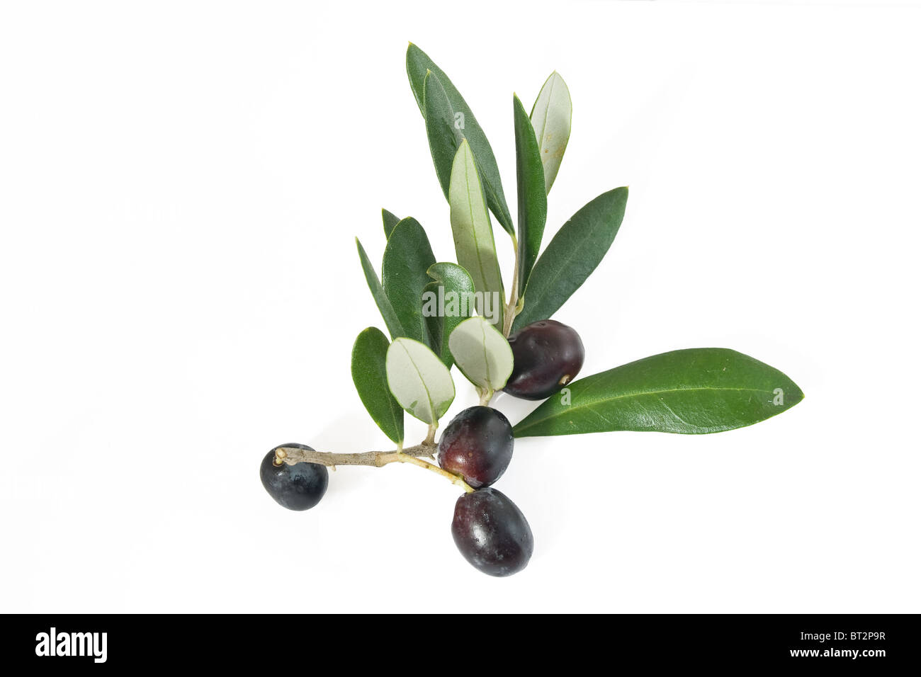 Zweig mit schwarzen Reifen Oliven isoliert auf weißem Hintergrund Stockfoto