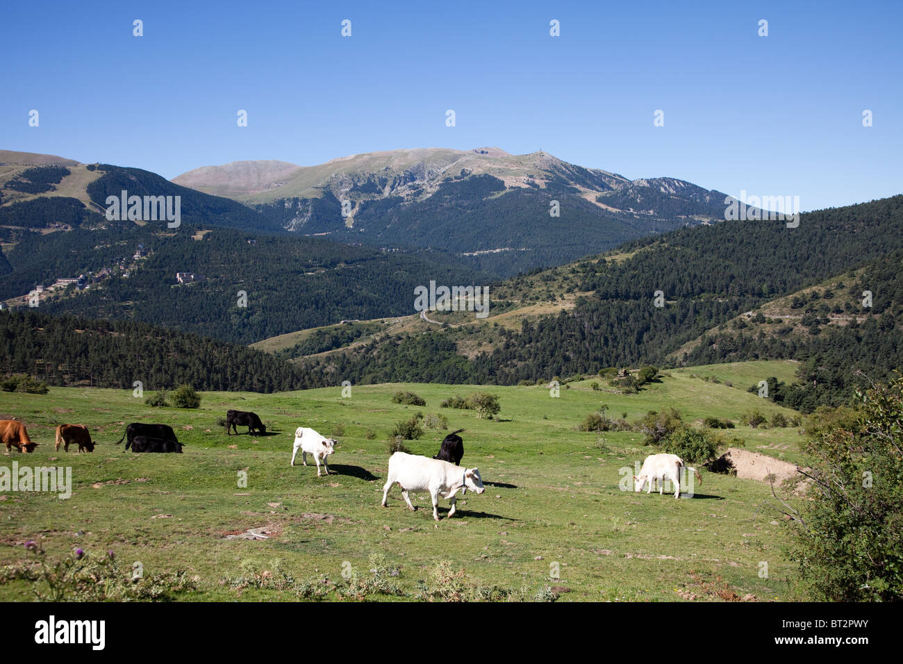 Rinder im Gebirge Serra del Cadi Catalunya Cerdanya Pyrenäen Spanien Stockfoto