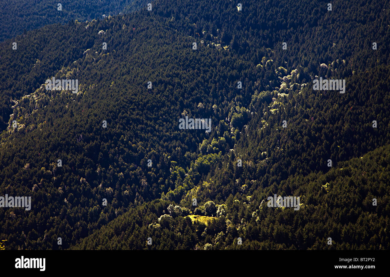 Bewaldeten Hang Rigard Tal Catalunya Pyrenäen Spanien Stockfoto