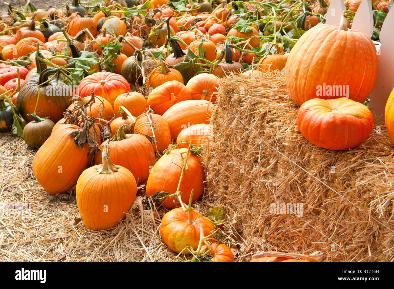 Halloween Pumpkin Patch, Santa Ynez Valley, California, Vereinigte Staaten von Amerika Stockfoto