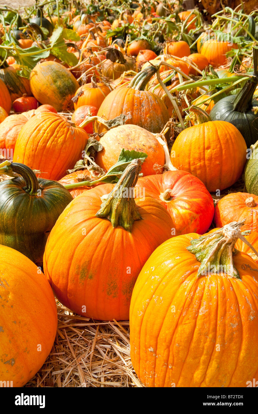 Halloween Pumpkin Patch, Santa Ynez Valley, California, Vereinigte Staaten von Amerika Stockfoto