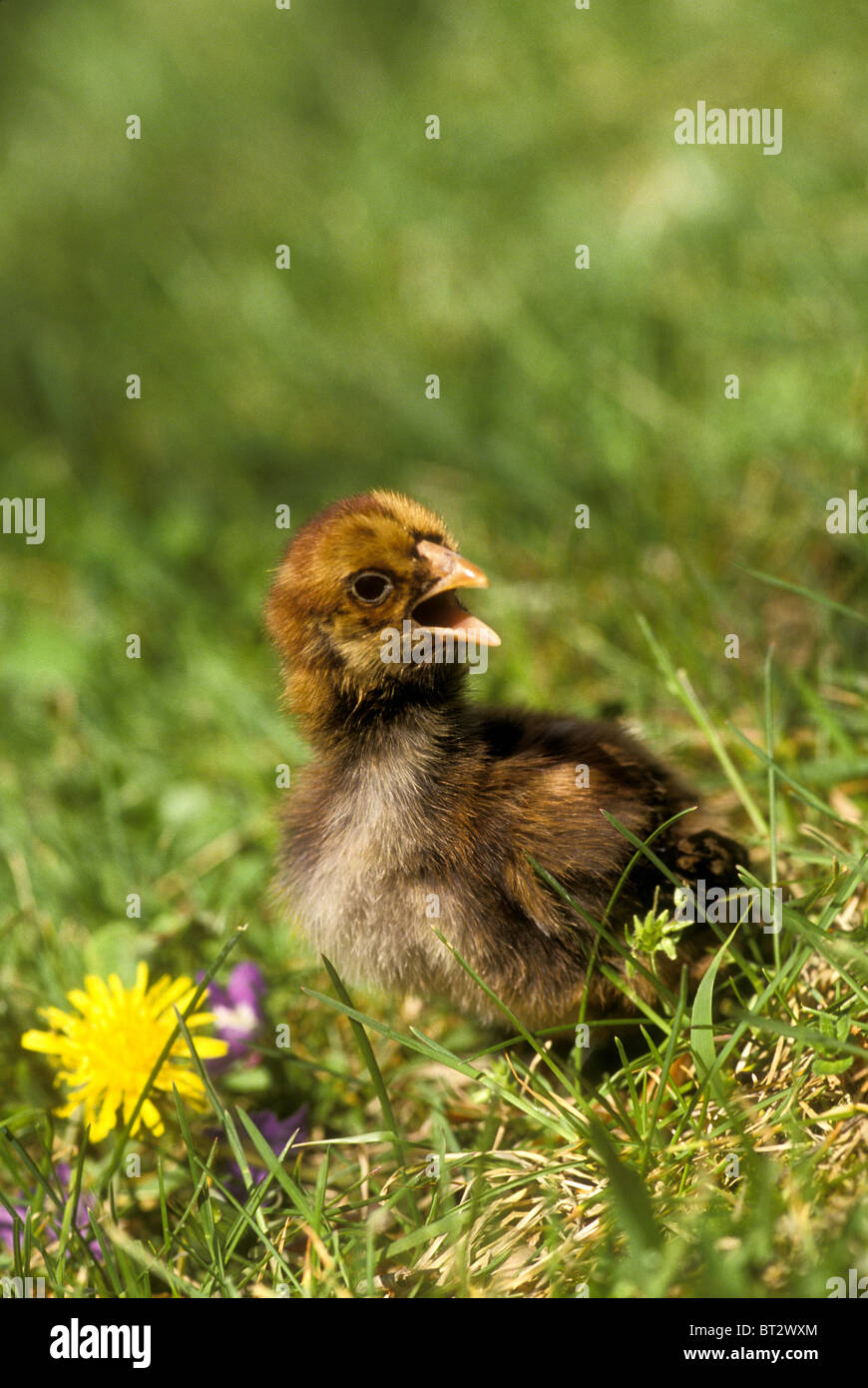 Baby braune Küken spricht seinen Verstand stehen in eine Rasenfläche mit einem Löwenzahn Stockfoto