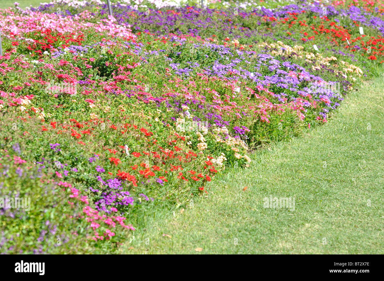 Garten mit gemischten Blumen blühen im Frühjahr Stockfoto