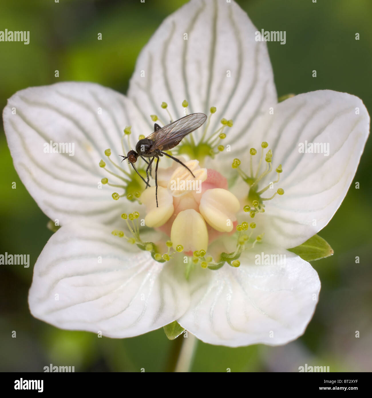 Die kleine schwarze Fliege auf eine weiße Blume Stockfoto