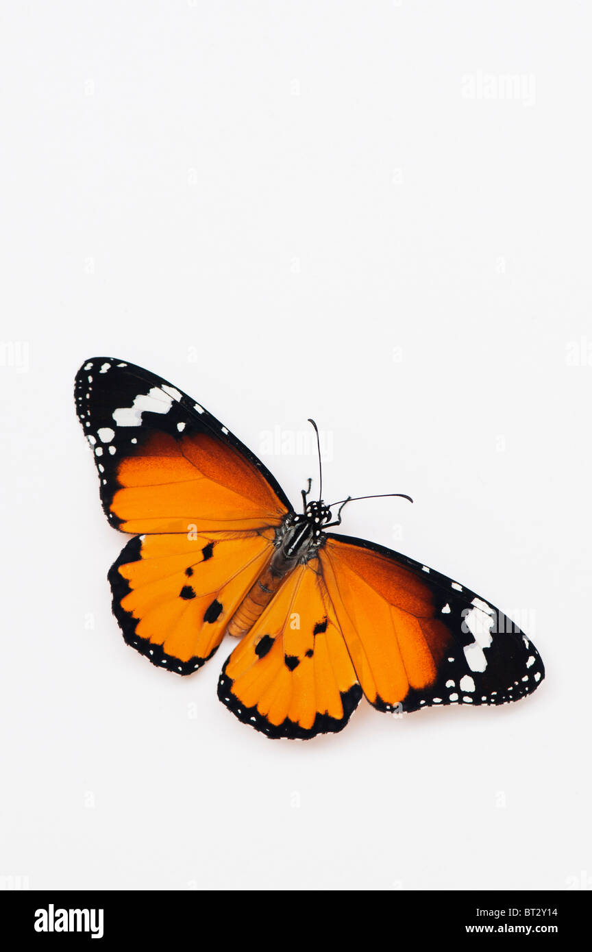Danaus chrysippus. Plain Tiger Butterfly auf einem weißen Hintergrund. Indien Stockfoto