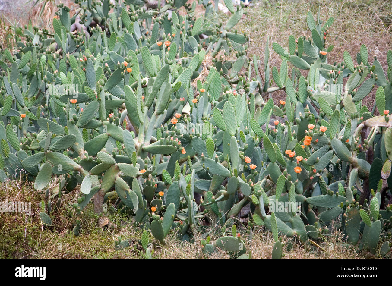 Prickly Pear Cactus Stockfoto