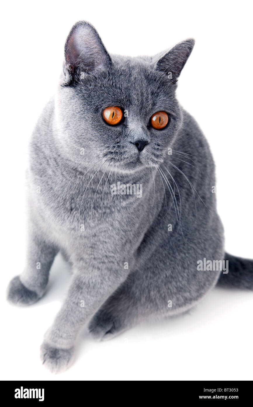 Junge schöne graue britische Katze sitzt auf einem weißen Hintergrund Stockfoto