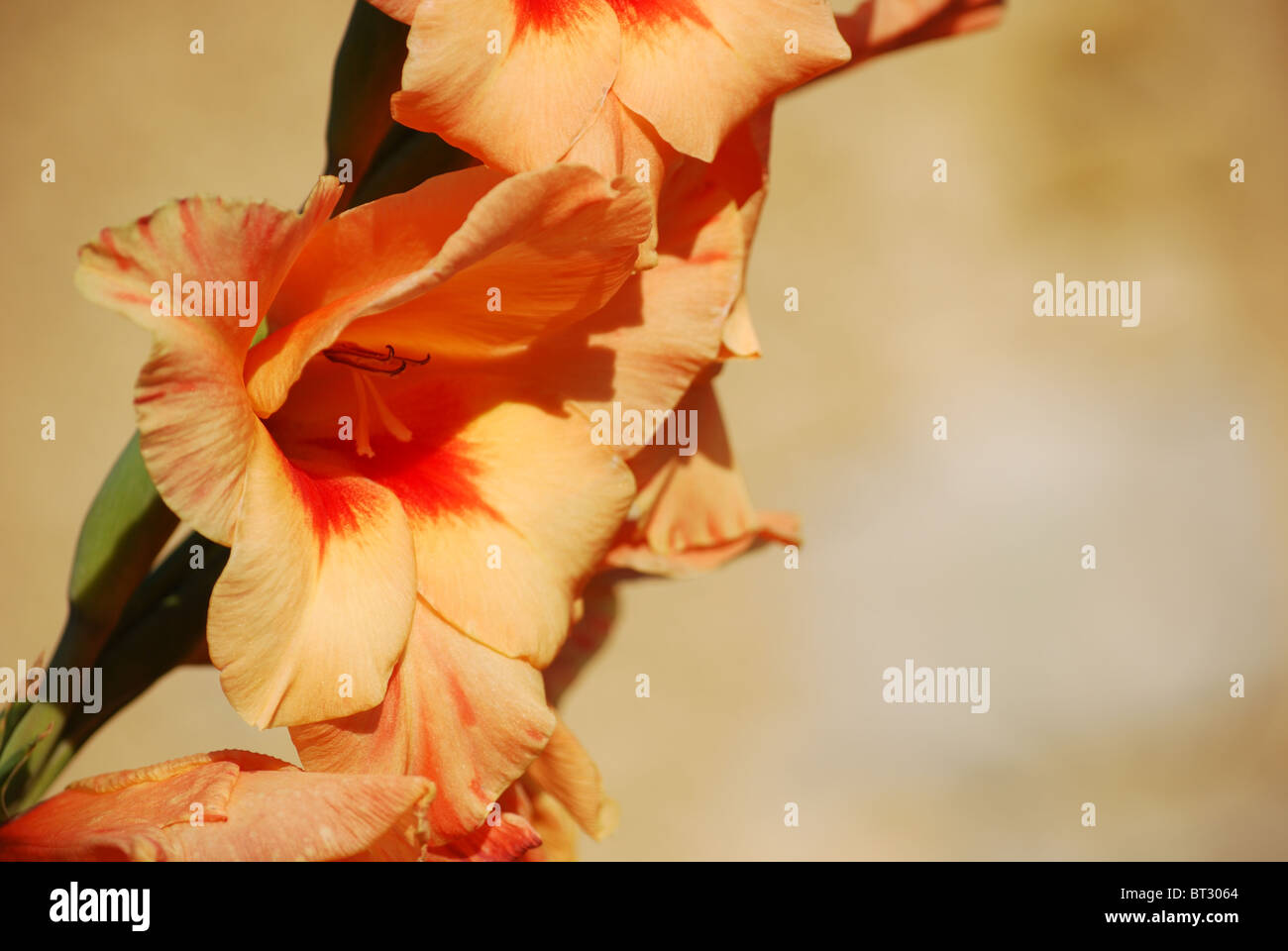 Orangefarbene Blume Gladiole auf sandfarbenem Hintergrund Stockfoto