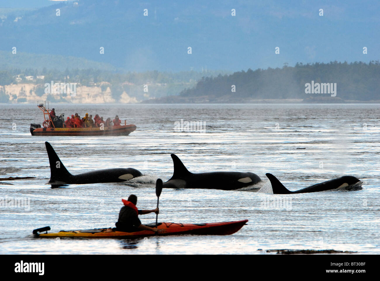 Orcas und Menschen teilen die gleichen fragile Umwelt. Sie haben gelernt zu koexistieren, werden wir das gleiche tun? Stockfoto
