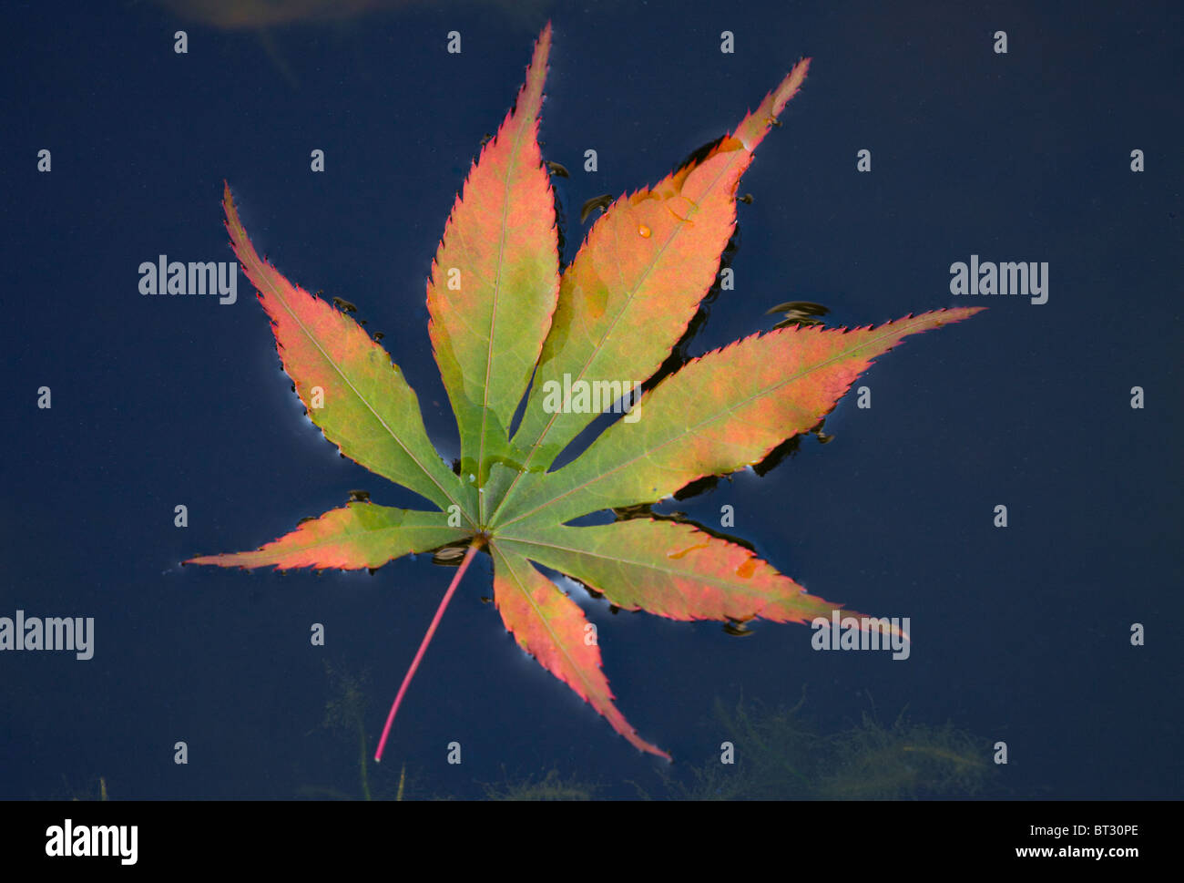 Herbst Blätter des Ahorns im Wasser Stockfoto