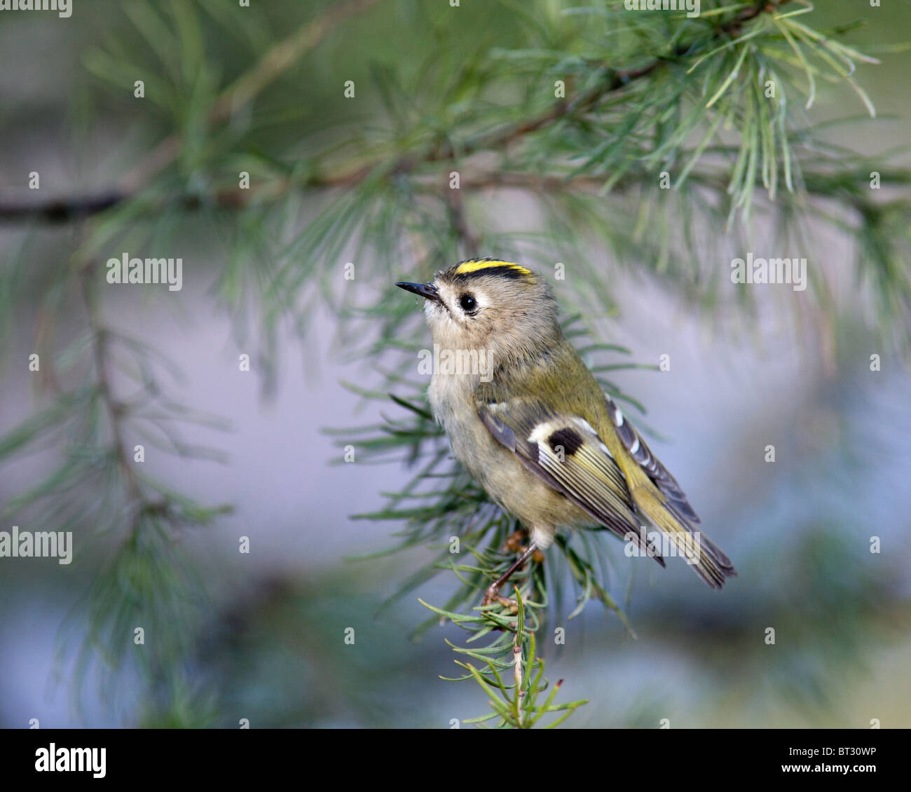 Wintergoldhähnchen Regulus Regulus. Wildvögel in einen natürlichen Lebensraum. Tierfotografie. Russland, Moskau, Timirjazevsky Park. Stockfoto