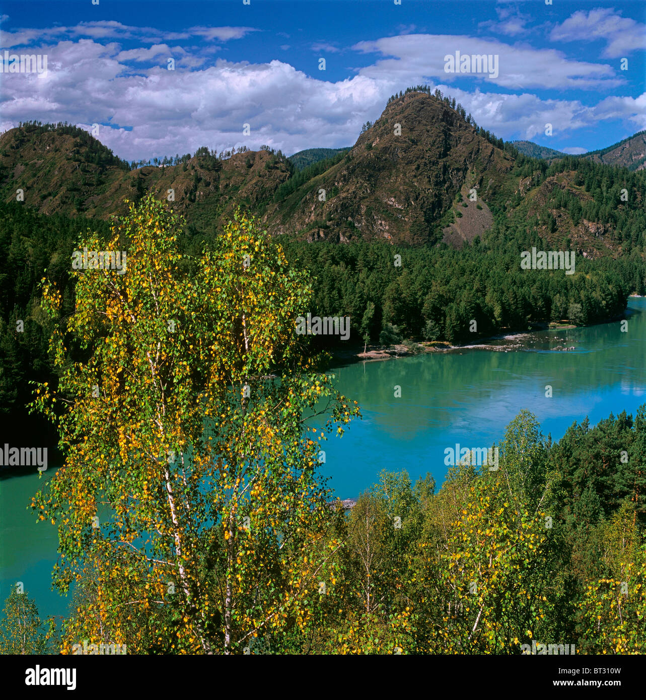 Eine Birke über den Katun-Fluss. Das Altai-Gebirge, Sibirien, Russland Stockfoto