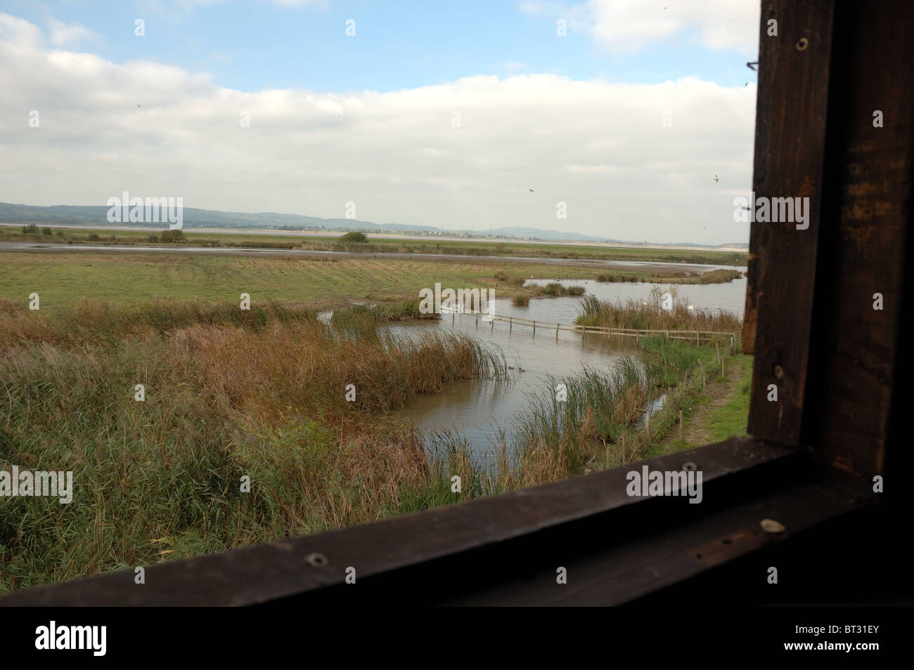 Vogel zu verstecken, bei Federwild und Feuchtgebiete Vertrauen, Slimbridge, Gloucestershire, UK Stockfoto