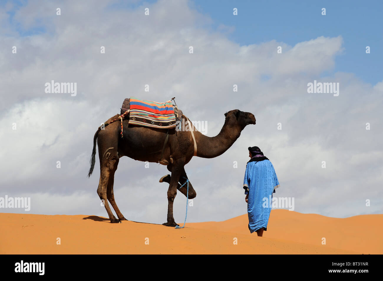 Dromedar Kamel mit einem Vorderbein gefesselt unter sich selbst, es vom irrenden zu stoppen. Stockfoto