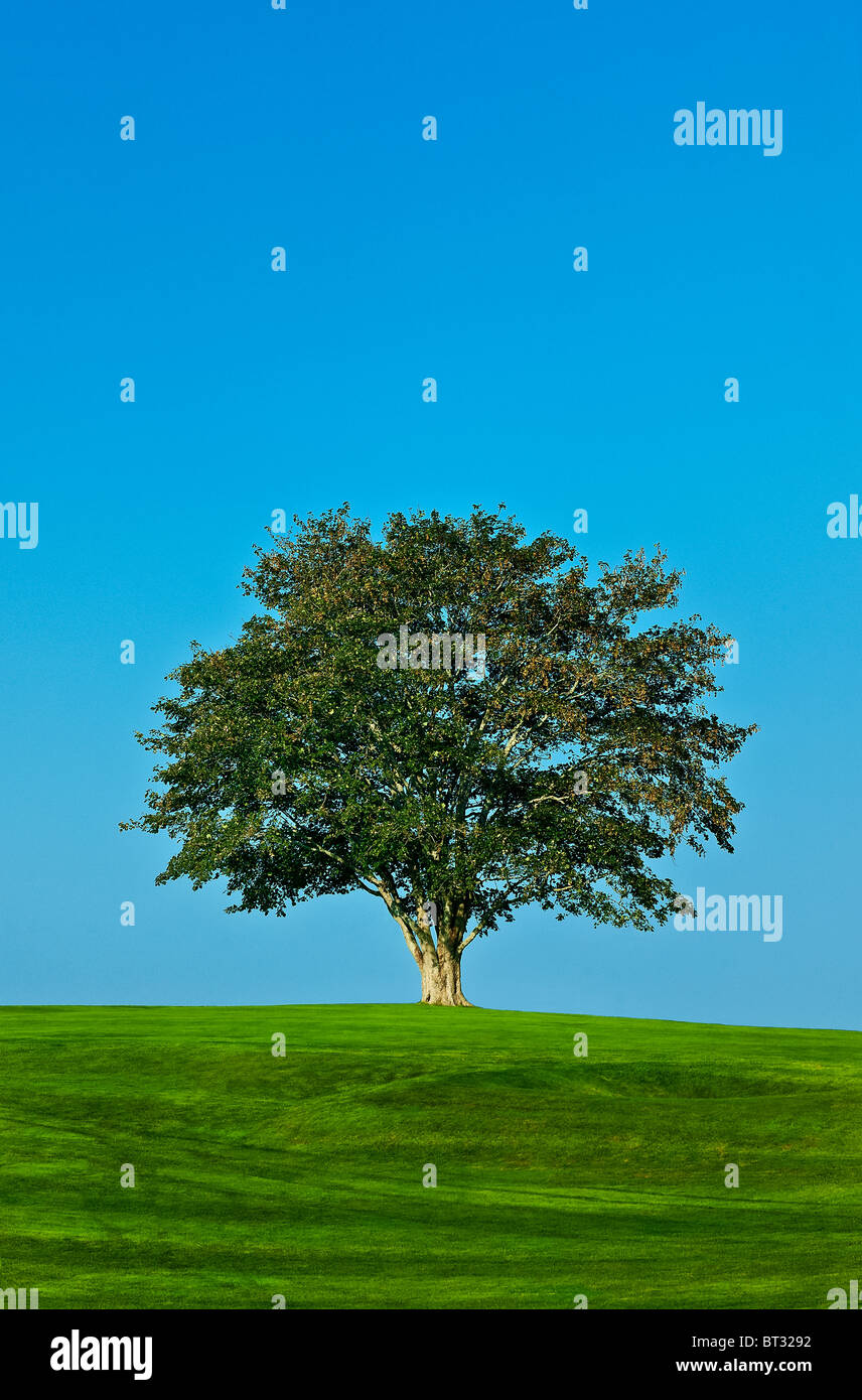 Gesunder Baum. Stockfoto