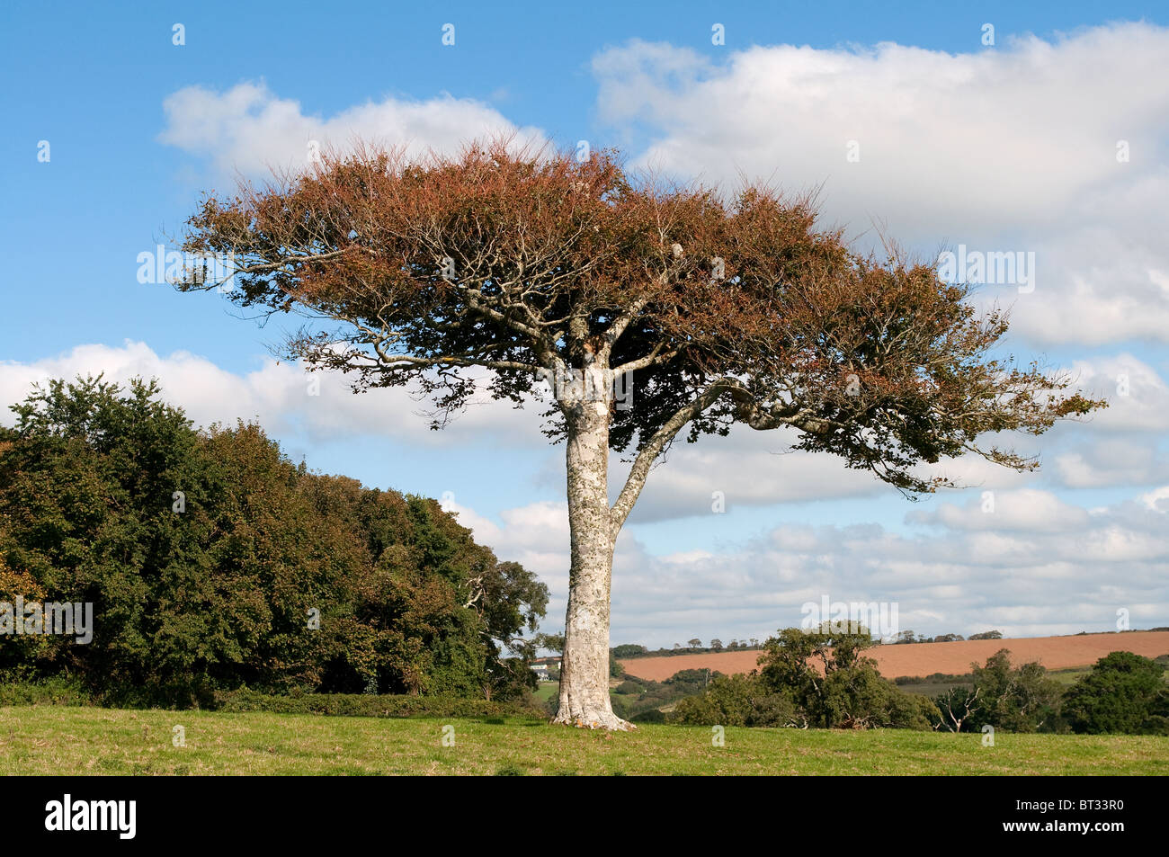 einen frühen Herbst Szene in der Nähe von Kendal, Großbritannien Stockfoto