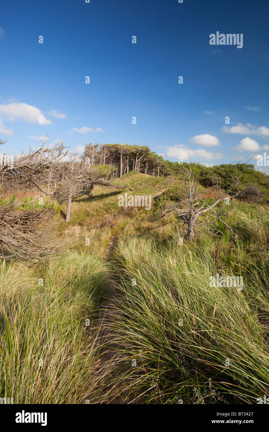 Erosion auf der Sefton Coast in Formby verursacht Küsten pressen und Verlust von Dune Lebensraum Durchgang und die Bedrohung der küstennahen Wälder, wodurch Konflikte Stockfoto